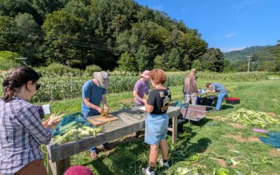 Biochar in Practice: Research and Community Applications